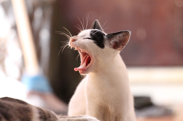 esneyen yavru kedi