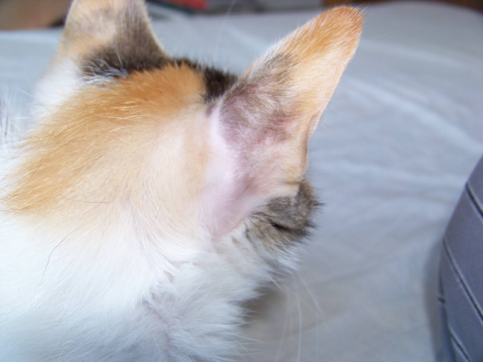 Cat with hair loss behind the ears