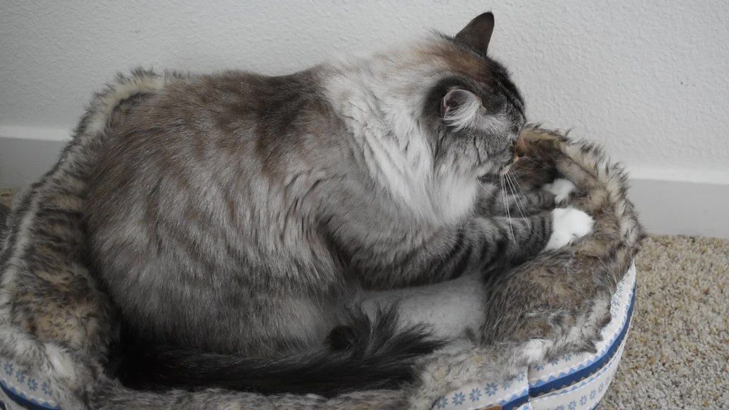 long-haired cat kneading its bed