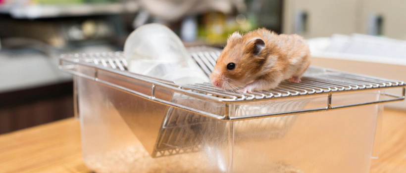 How to Clean a Hamster's Cage?