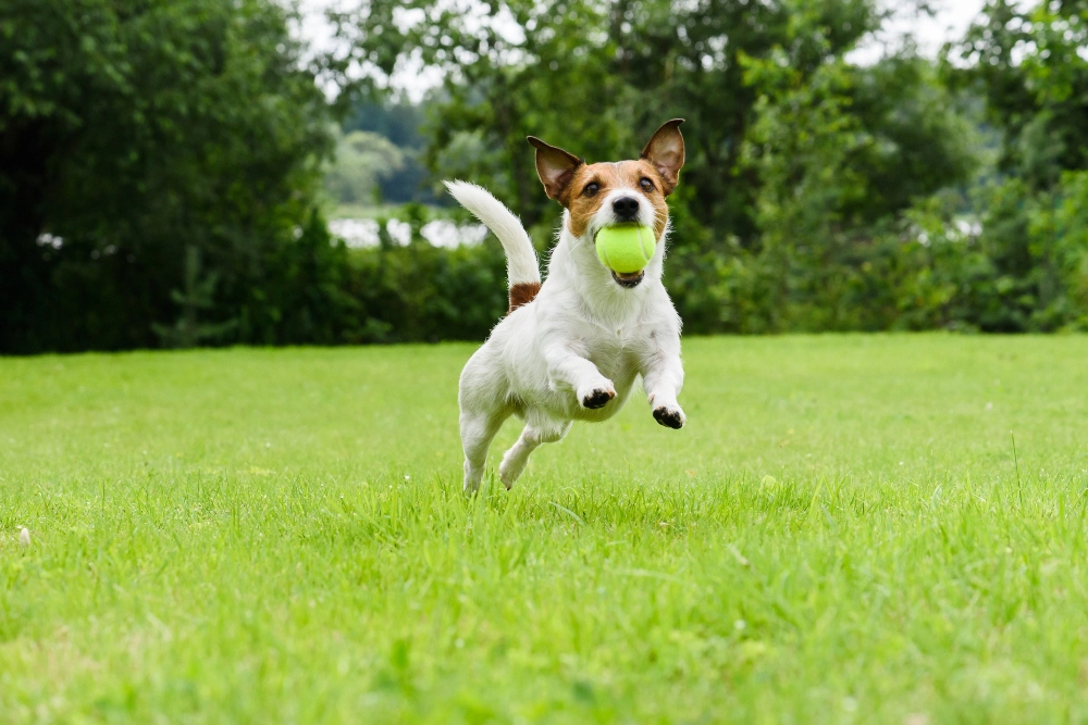 Jack Russell Terrier