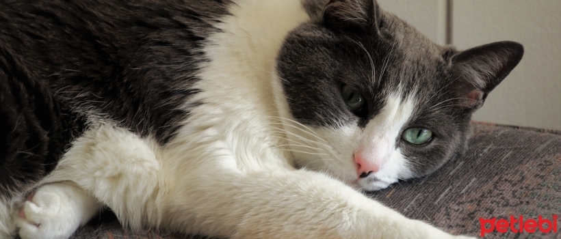 Joint Diseases in Cats, How to Relieve Joint Pain, What Helps?