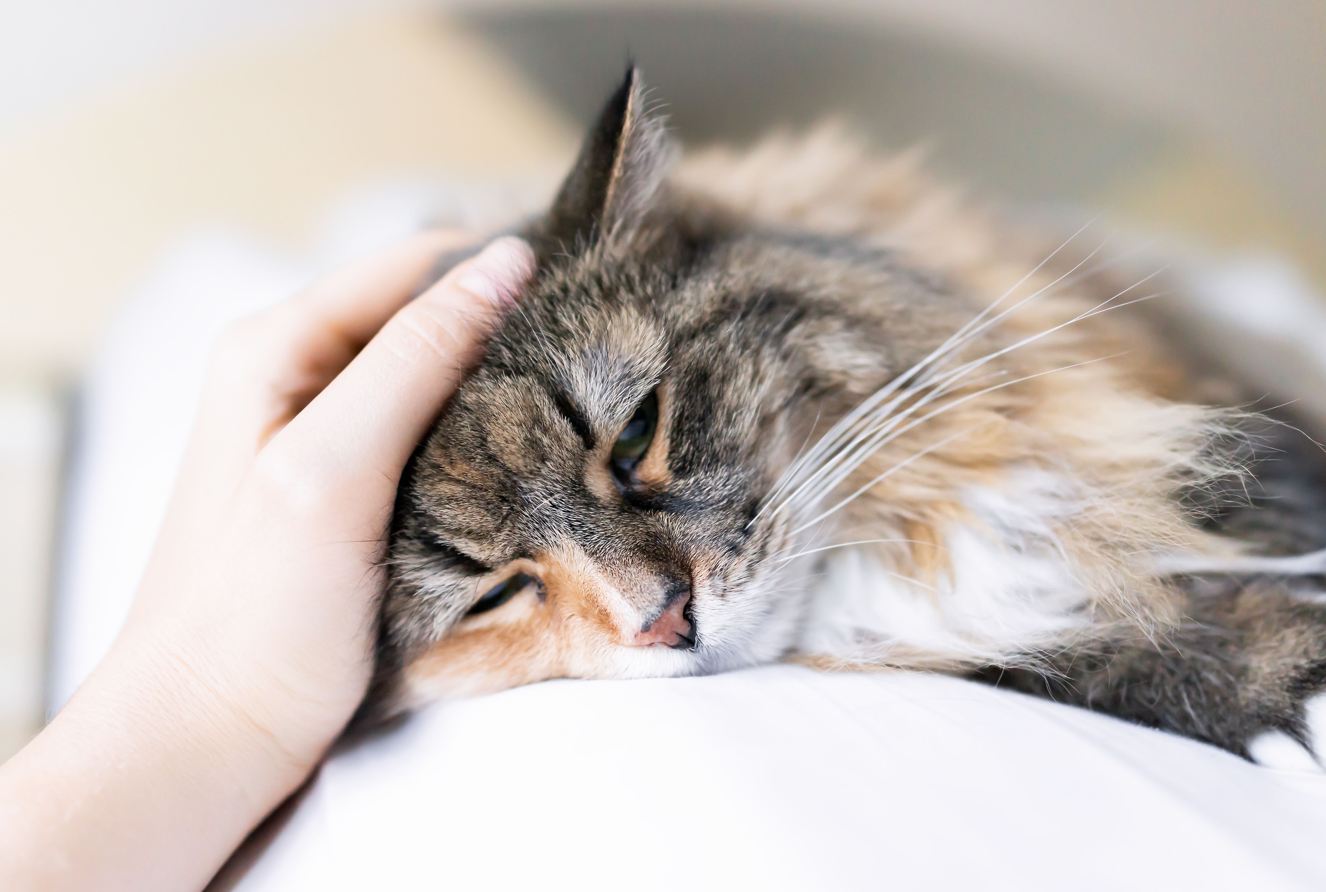 A three-colored cat whose owner is stroking its head