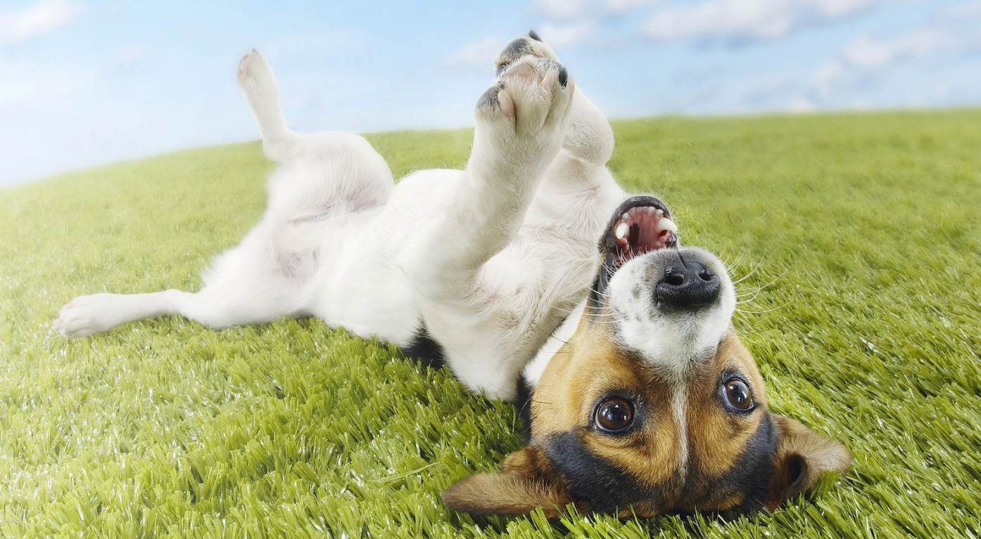 A happy dog lying on the grass