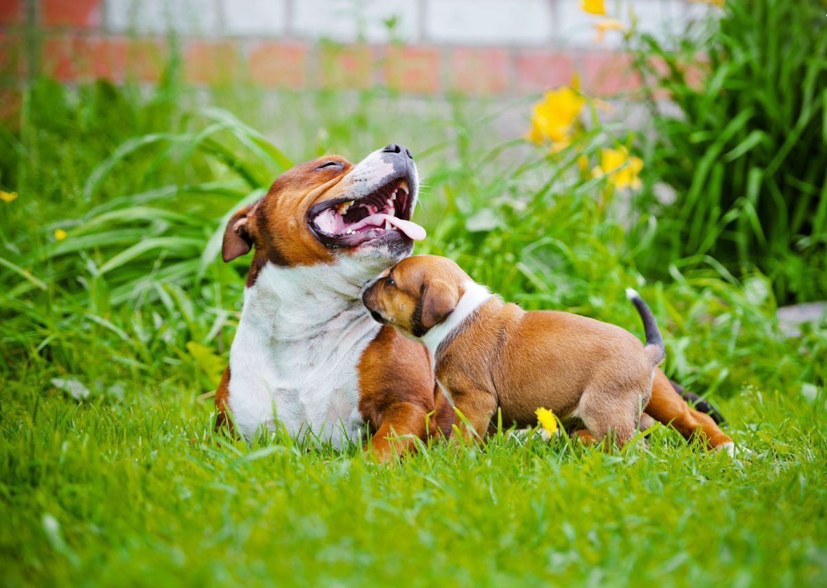 adult and puppy sitting in a grassy area