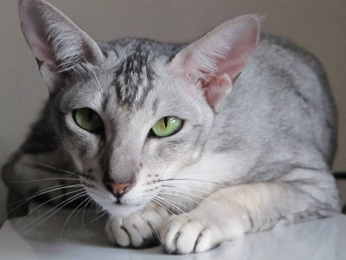 Big-eared cat sitting in a hunting position