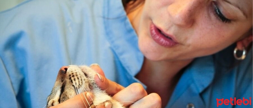 Acne in Cats: Causes, Symptoms, and Treatment