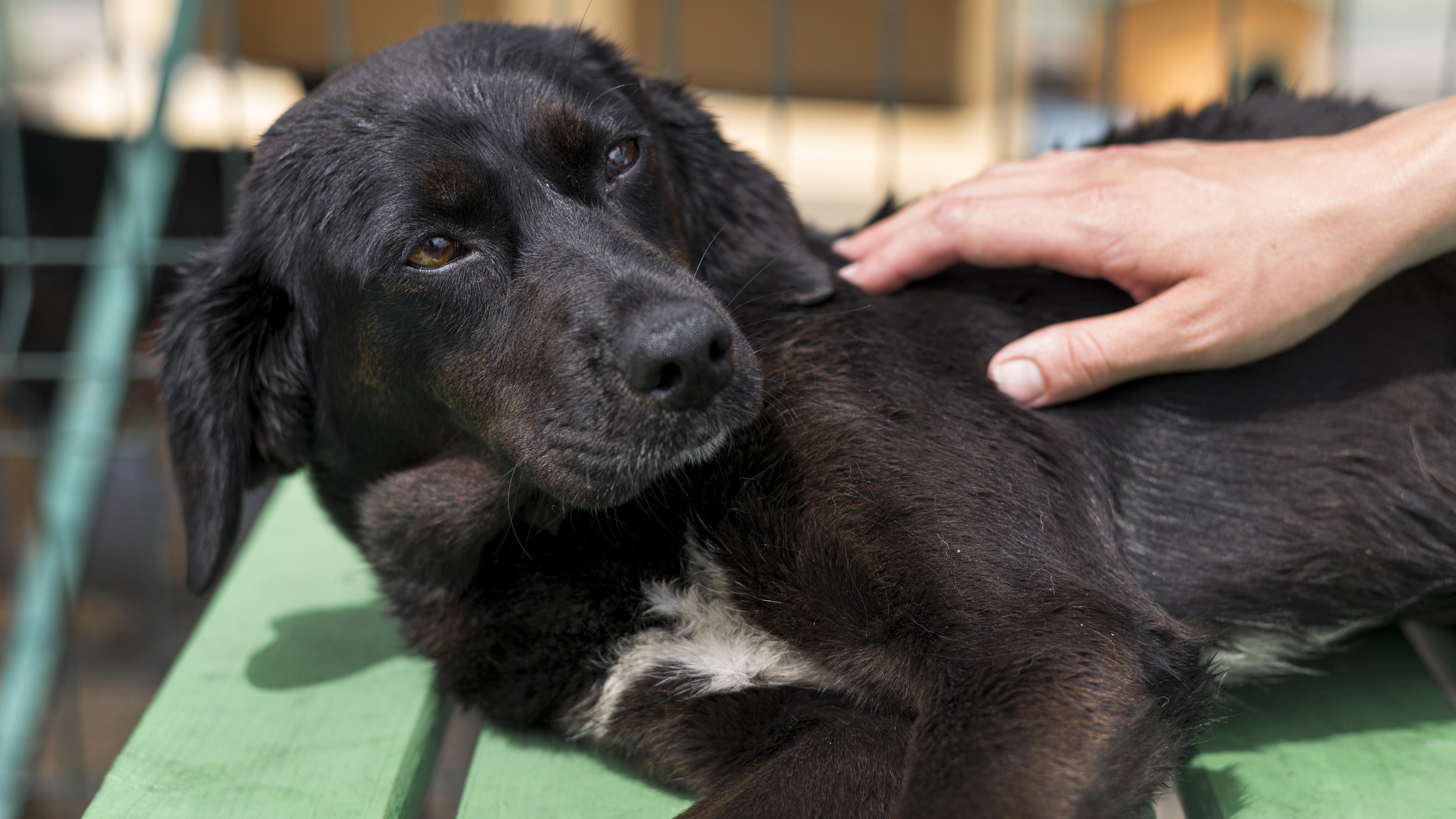 Adopting a street dog