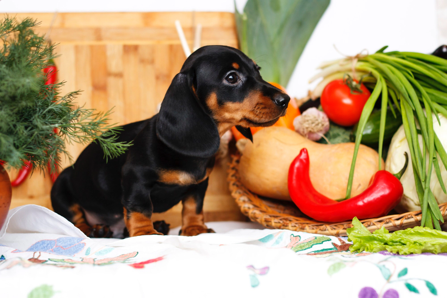 Dog standing among vegetables