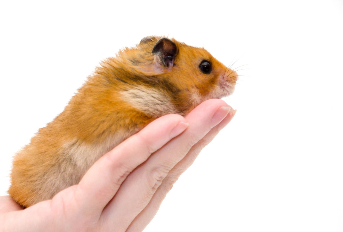 Hamster standing in its owner's hand