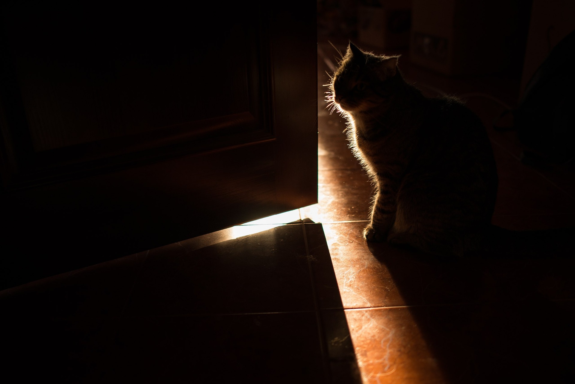 Cat sitting in the dark by the door