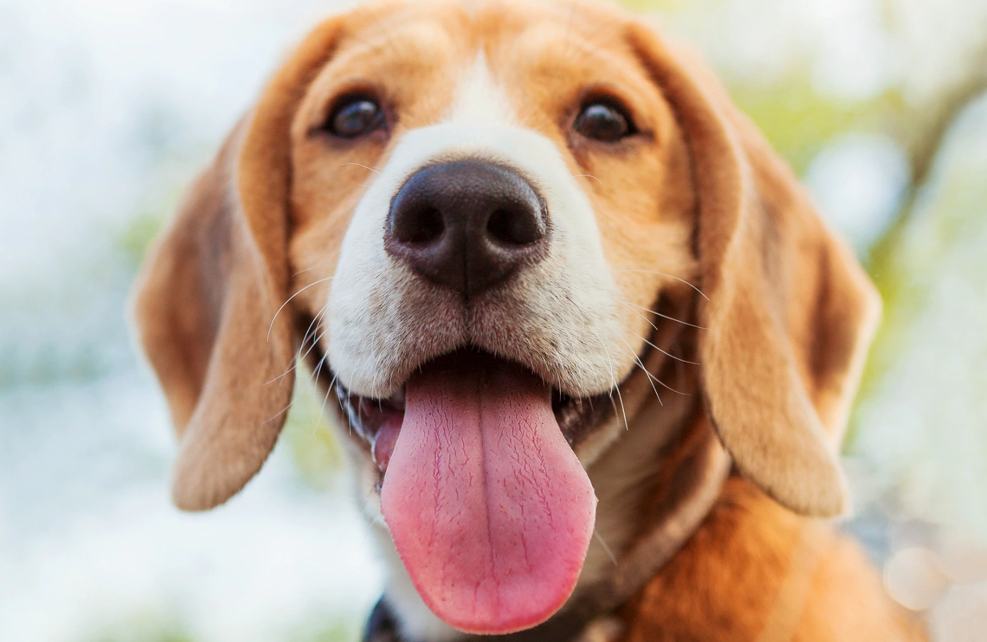 Beagle dog with tongue sticking out