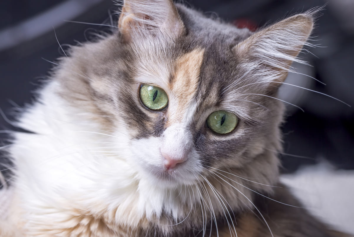 Long-haired cat with green eyes