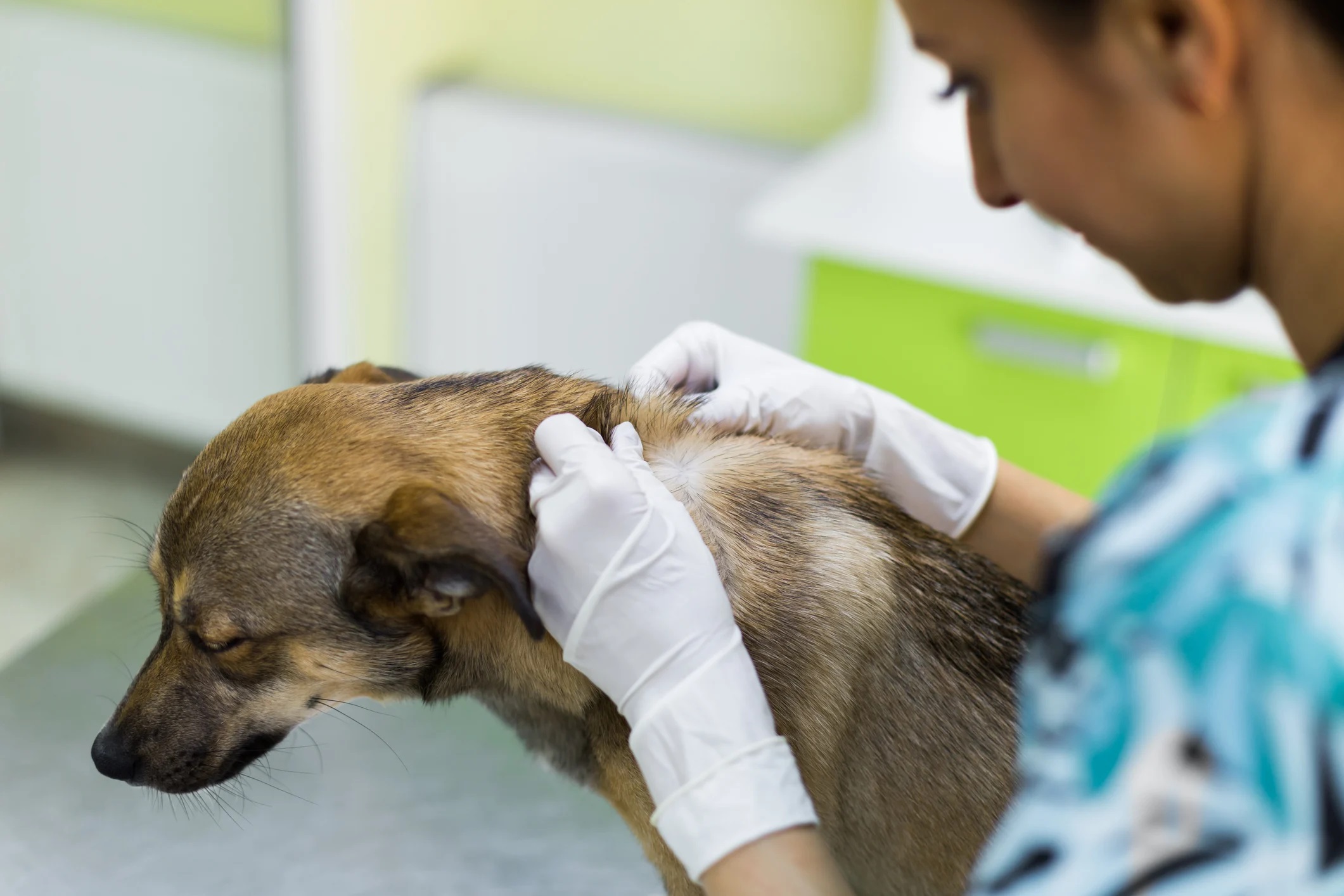Doctor examining the dog's skin