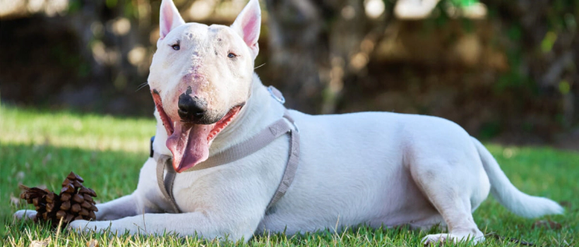 Bull Terrier Dog Breed Characteristics, Care and Feeding