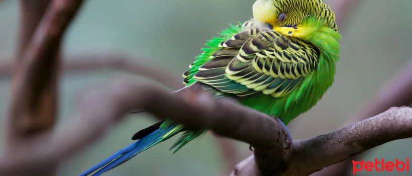 Do Budgies Dream?
