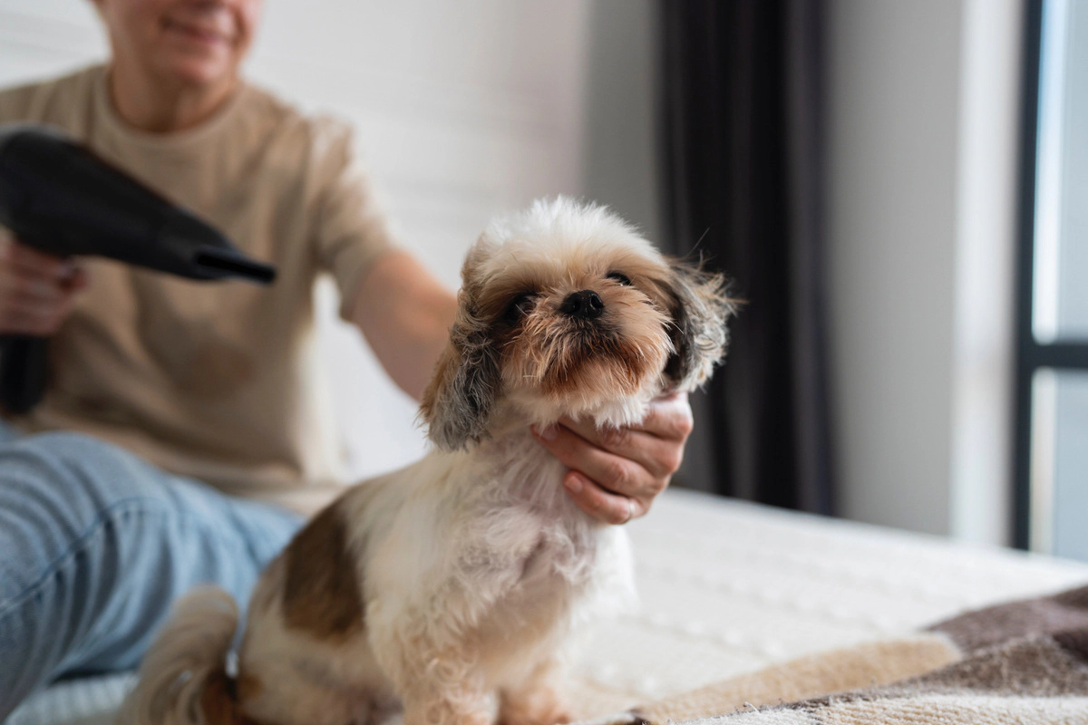 Small breed dog having its fur dried