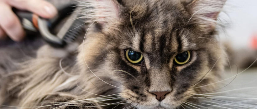 Long-Haired Cat Breeds and Characteristics