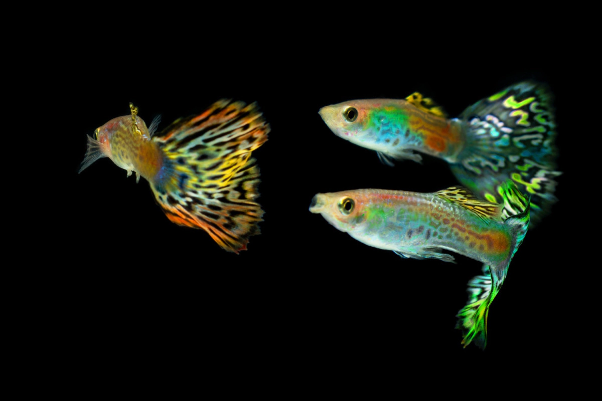 Three guppies swimming