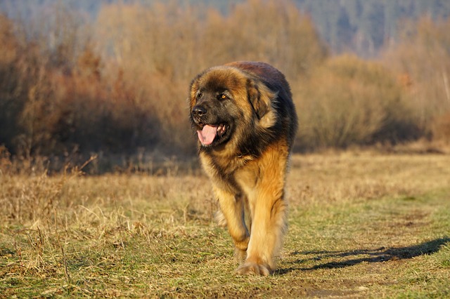 Leonberger walking in an open field