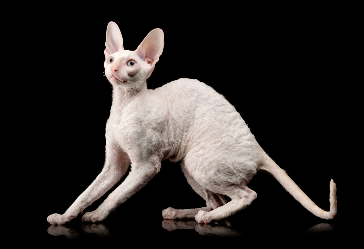 Cornish Rex with white fur and blue eyes
