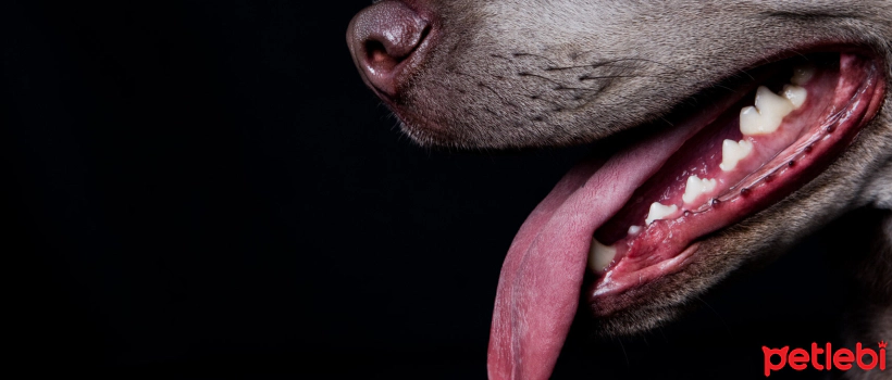 Causes and Treatment of Nosebleeds in Dogs