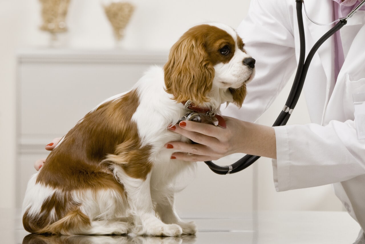 Doctor examining a brown and white dog