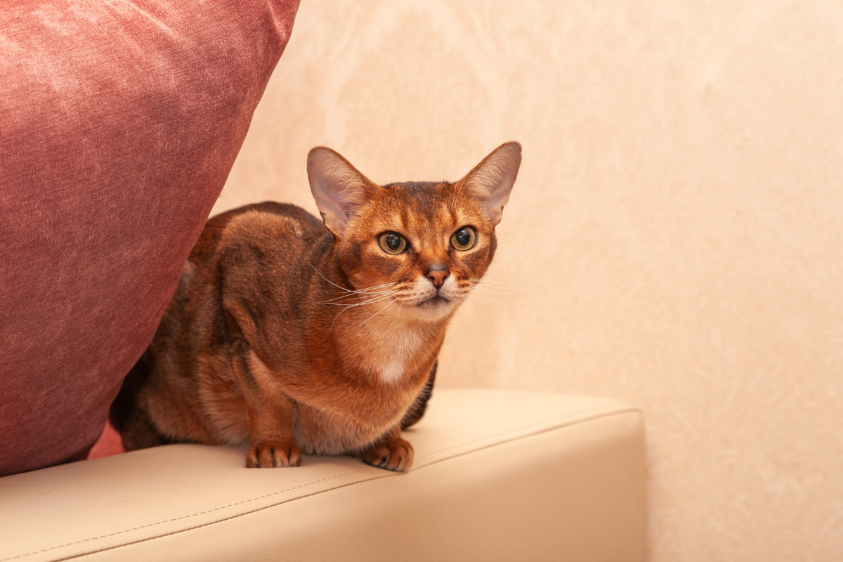 Abyssinian cat sitting on a chair armrest