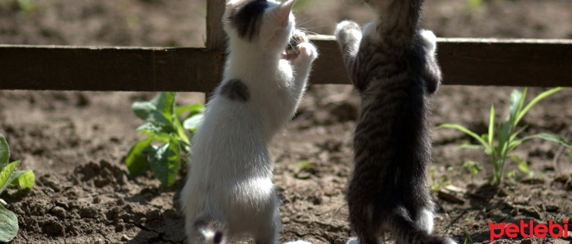 What Causes Diarrhea in Kittens?