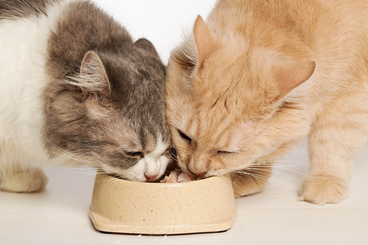Two cats eating from the same food bowl Eating