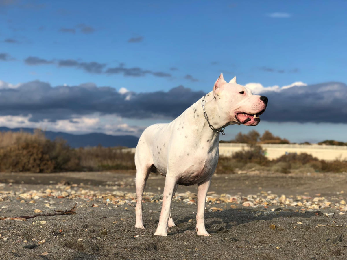 Dogo Argentino with metal collar standing majestically