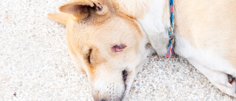Causes, Symptoms, and Treatment of Regional Hair Loss in Dogs