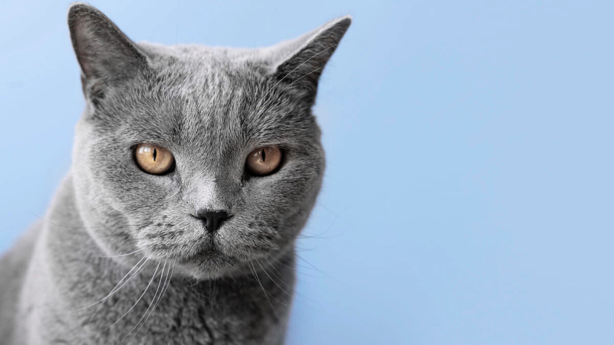 Chartreux Cat Characteristics, Care and Feeding