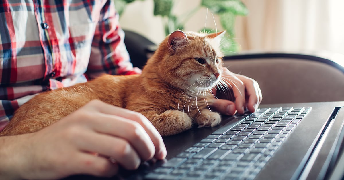Cat sitting on a man's lap in front of a laptop