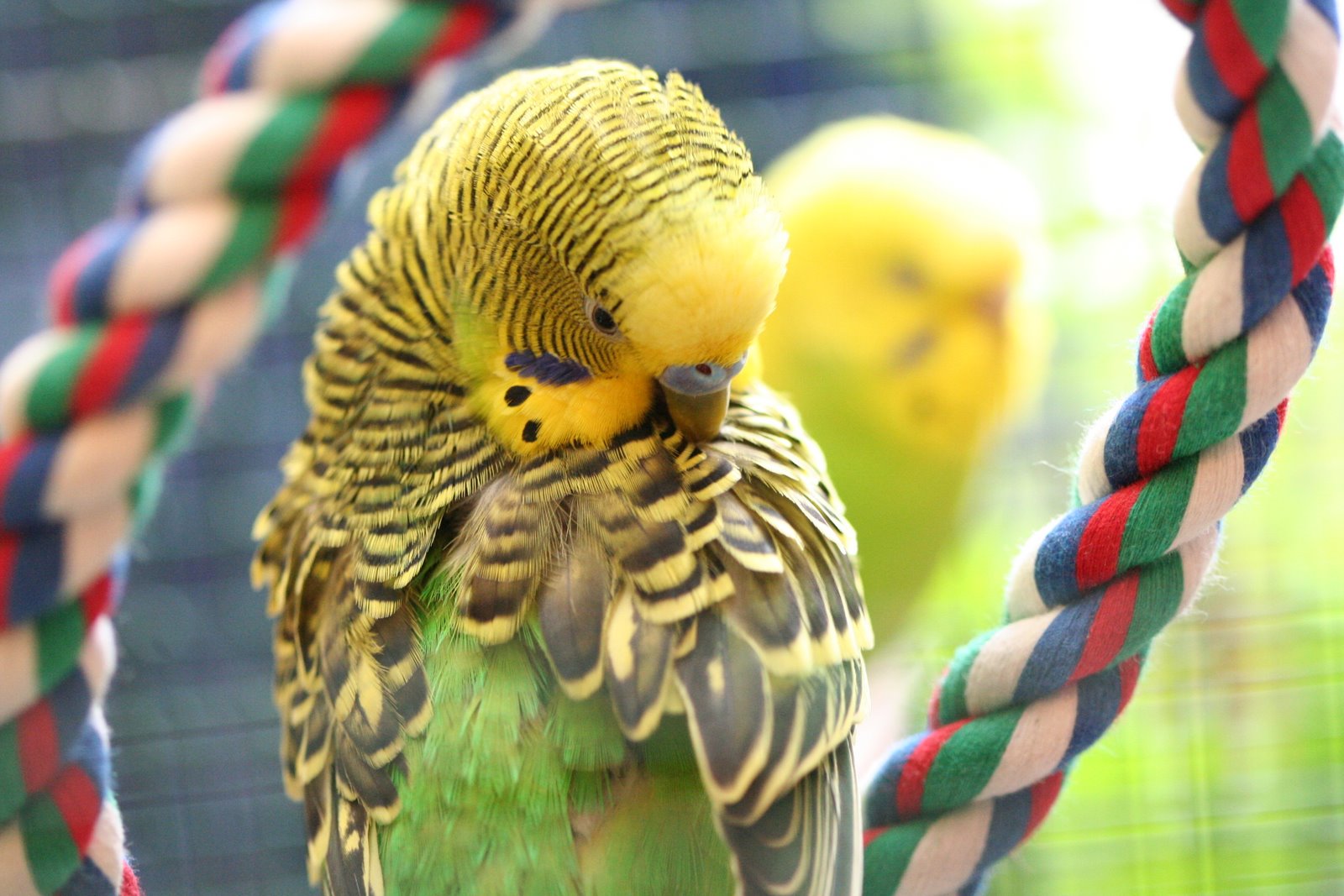 Green and yellow feathered budgie scratching itself