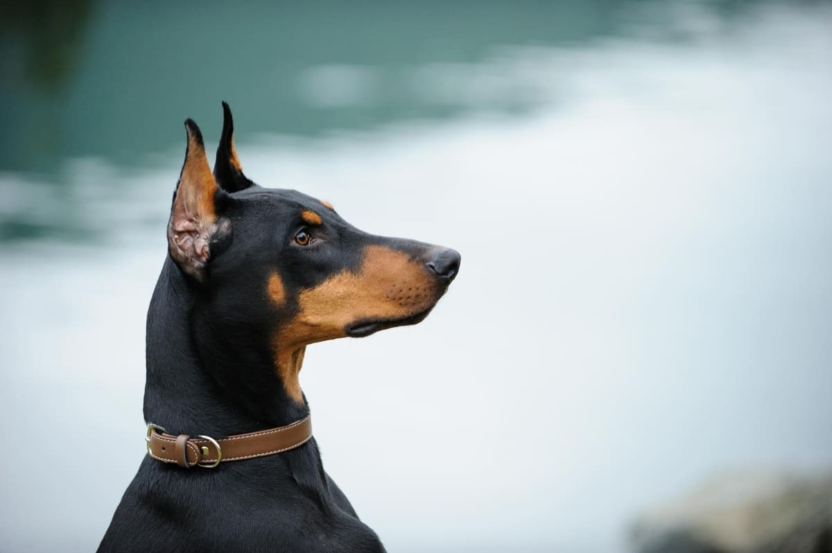 Doberman profile pose