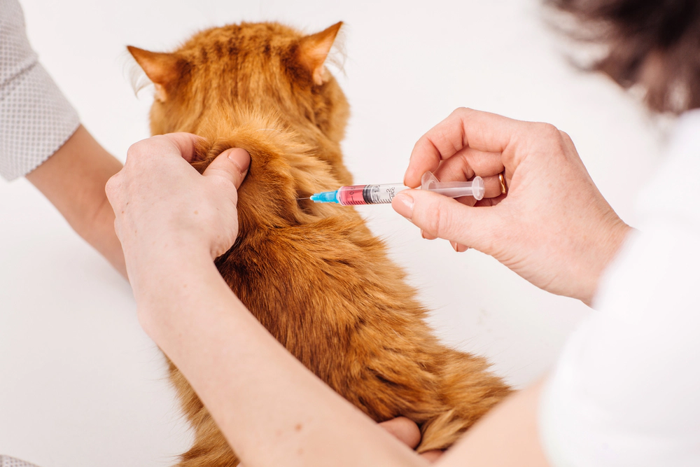 Cat with its back turned getting vaccinated