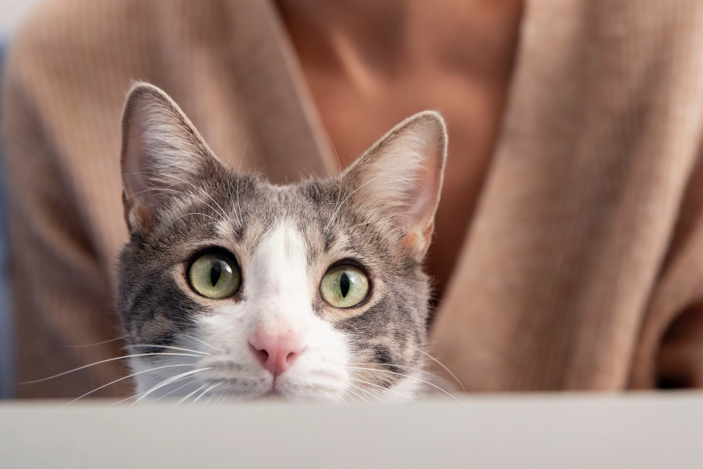 A tabby cat with the upper part of its face visible