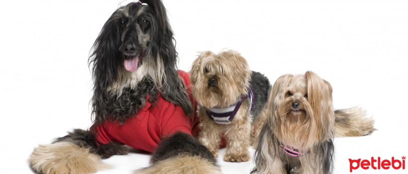 Longest-Haired Dog Breeds and Their Prominent Characteristics
