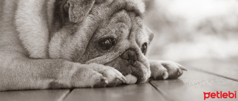 Vestibular Disorders in Dogs