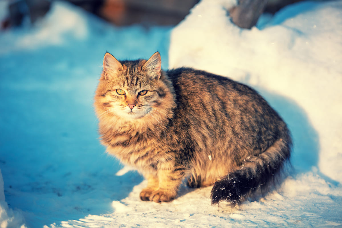 Adult Siberian cat sitting in the snow