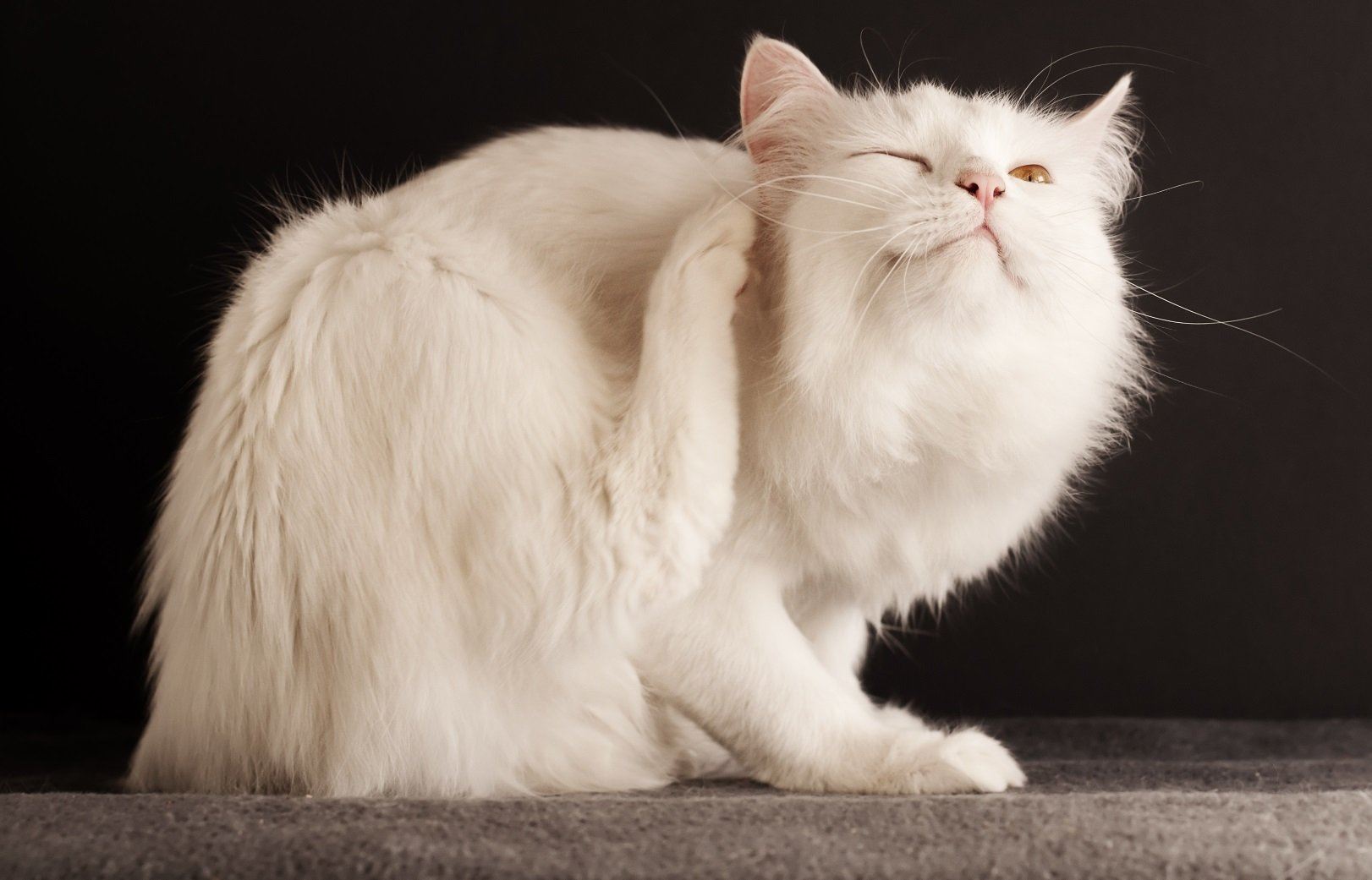 itching white cat