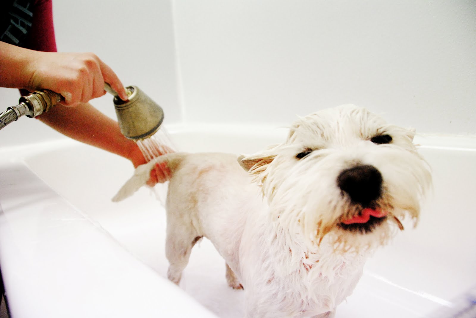 White dog being washed in the bathtub