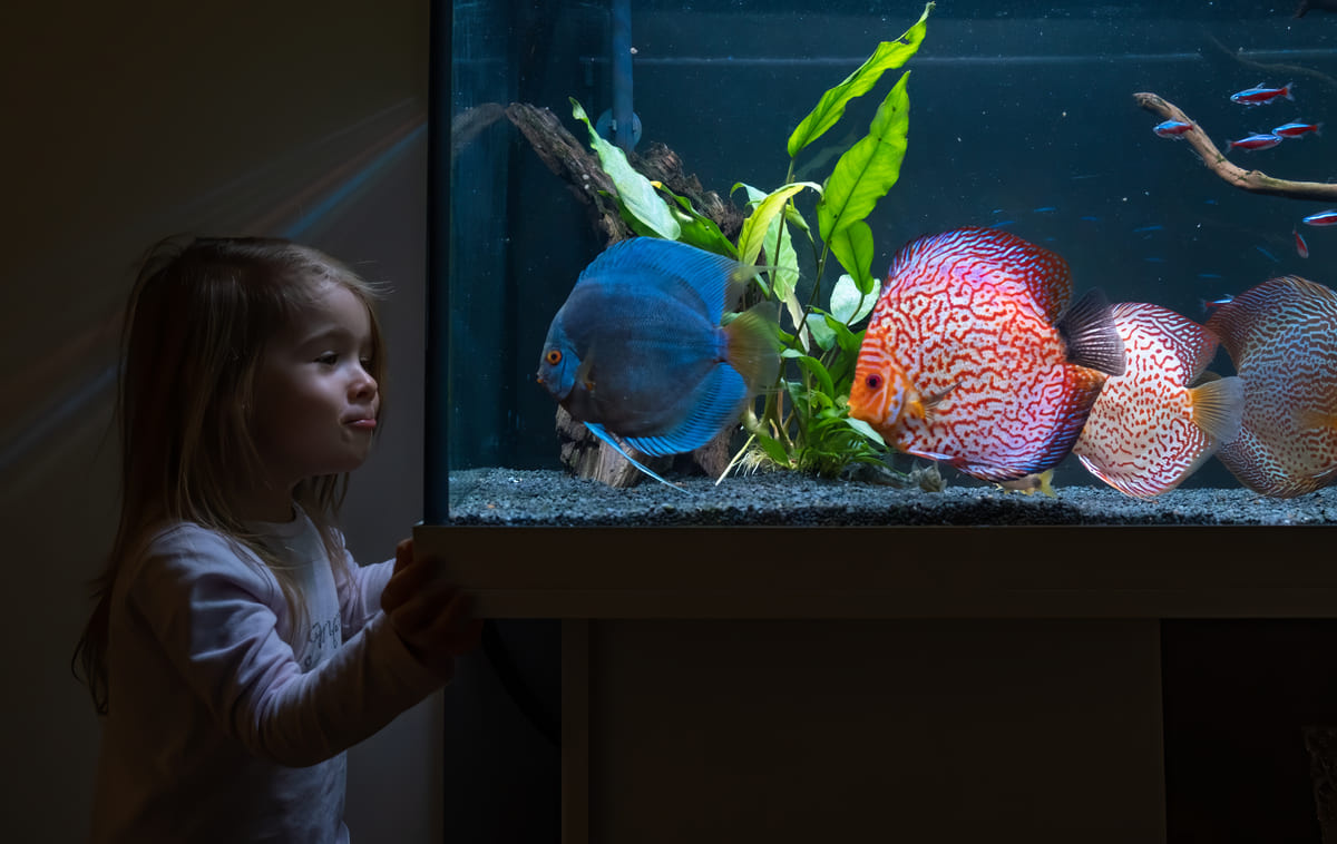 Little girl watching the aquarium
