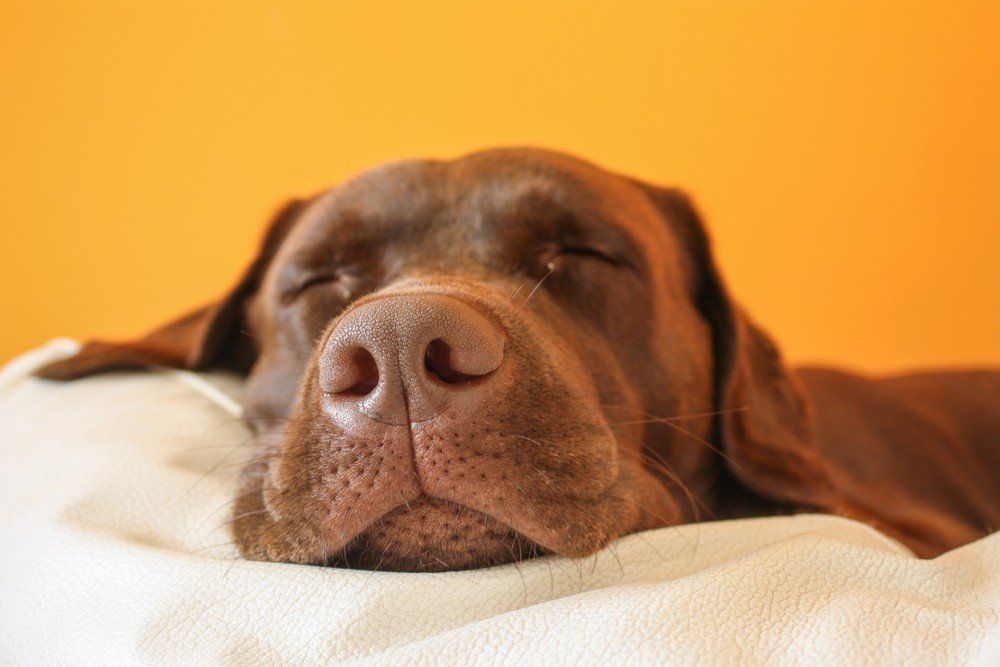 Sleeping brown dog