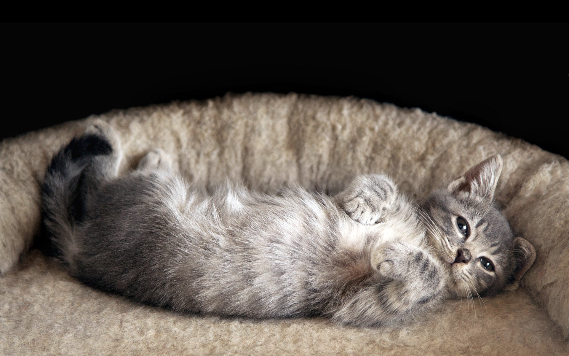 A gray kitten lying on a cat bed