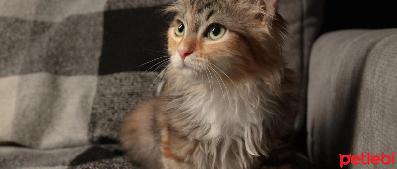 What is Regional Hair Loss in Cats? Why Does it Occur? How is it Treated?