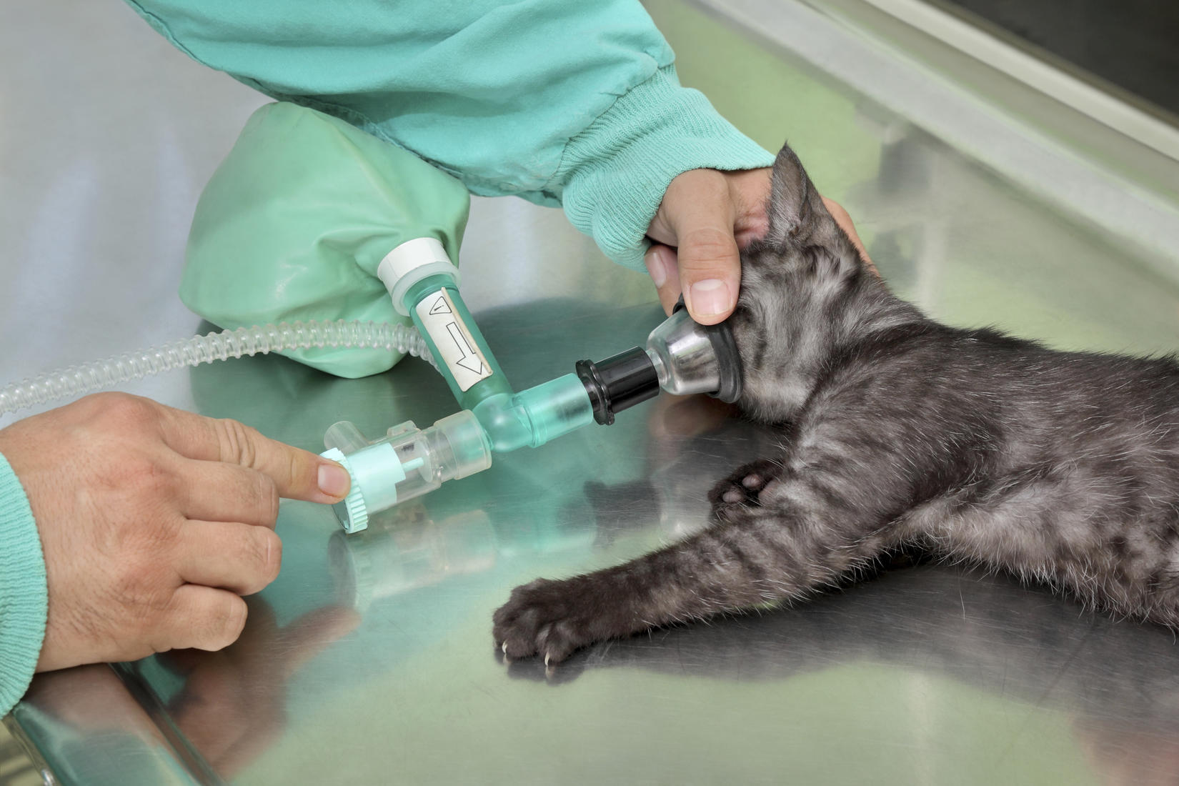 Cat wearing a respiratory mask