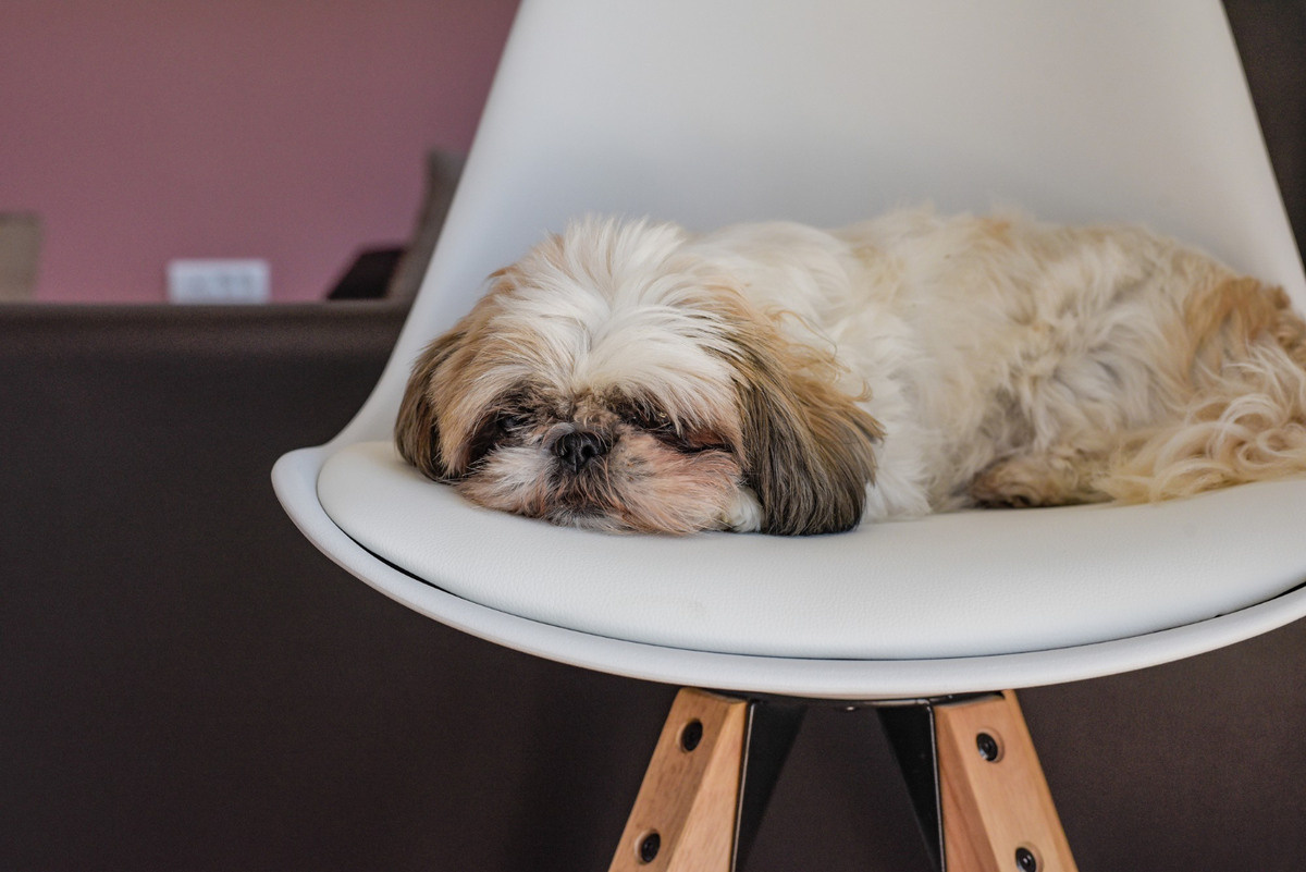 Shih Tzu with short beige fur lying on a chair
