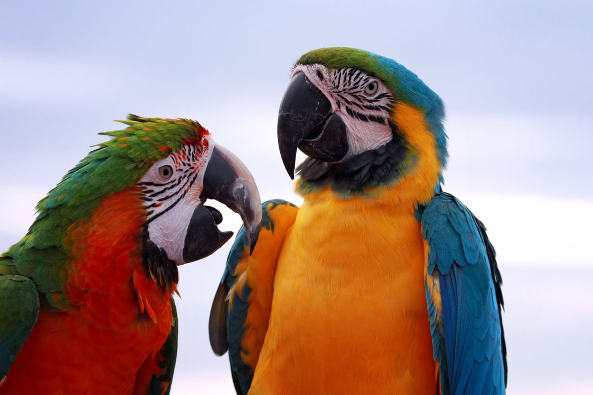 Two Parrots Spending Time Together